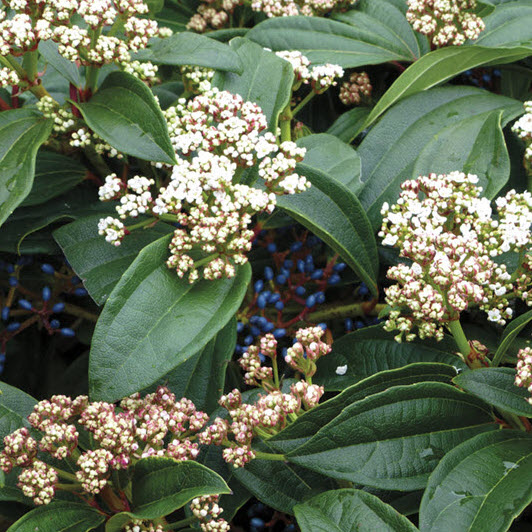 Kraemer's Nursery 074201