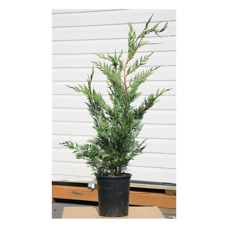 Cypress Leyland #1, Kraemer's Nursery - 1
