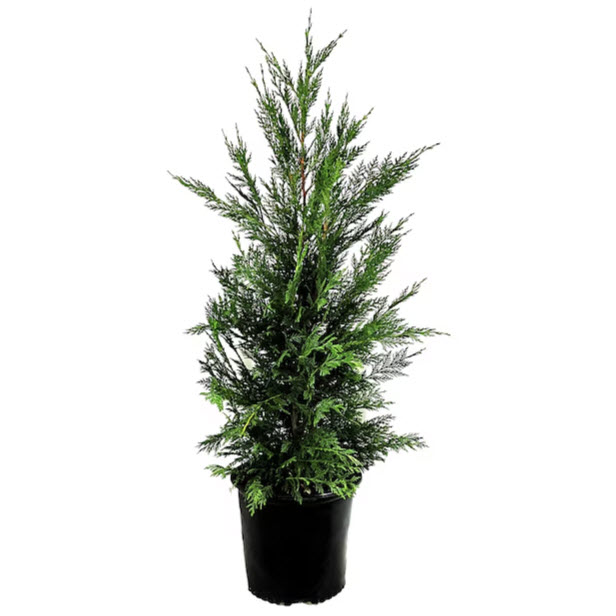 Kraemer's Nursery 030521