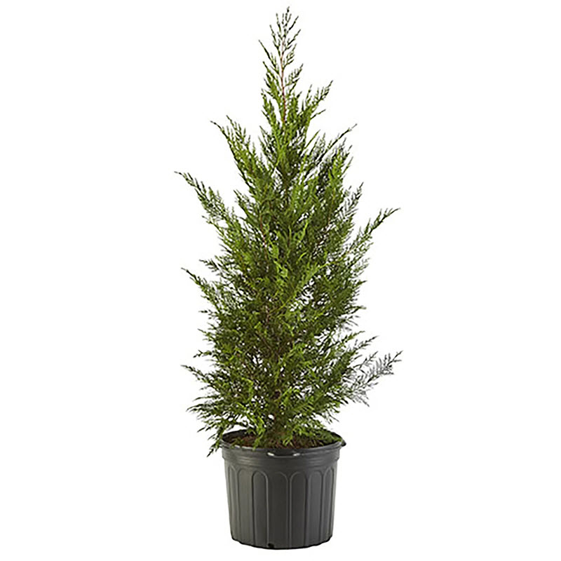 Cypress, Kraemer's Nursery, Leylandii, #5 - 1