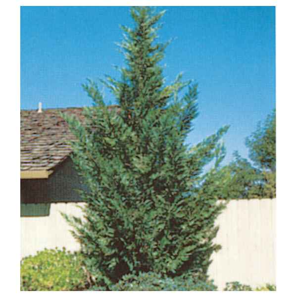 Kraemer's Nursery LEYLAND