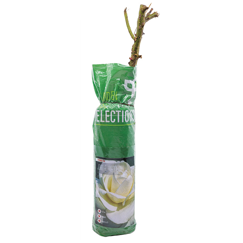 Bare Root Roses, Certified Roses, Assorted Varieties - 1