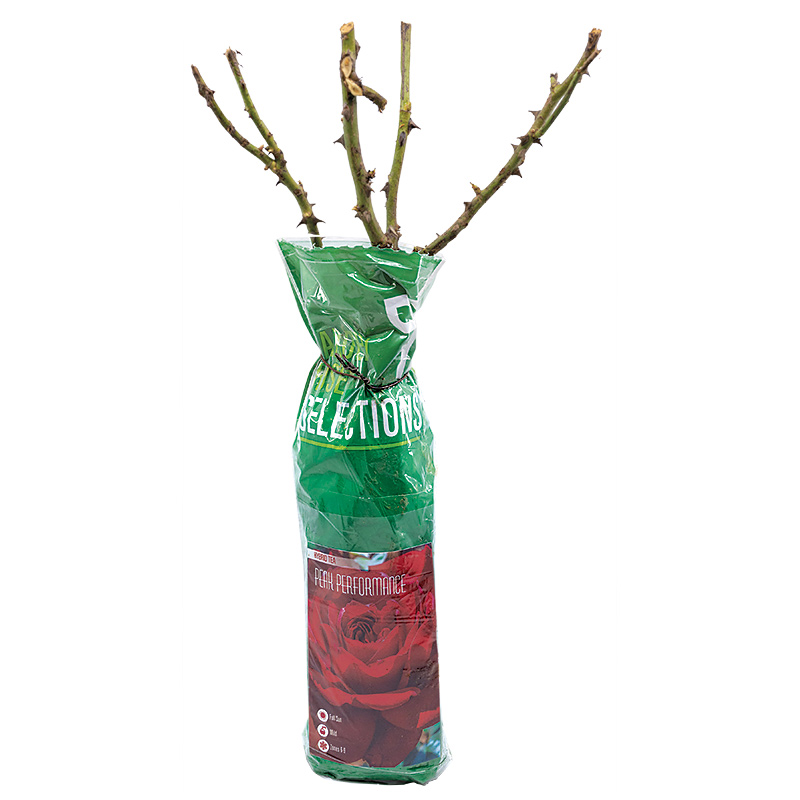 Bare Root Roses, Certified Roses, Assorted Varieties - 1