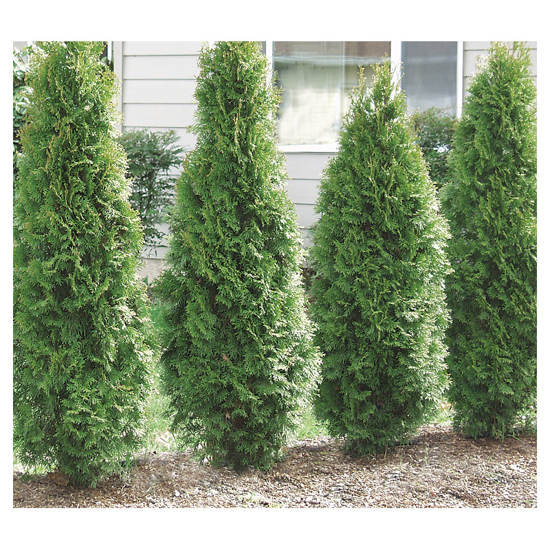Kraemer's Nursery 92007