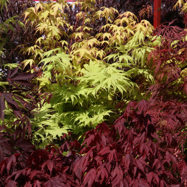 Kraemer's Nursery ACER