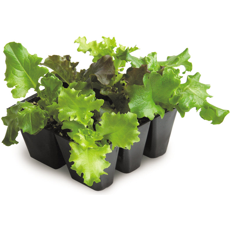 Organic Vegetable Tray Pack, Westwind Gardens, Assorted Varieties - 1