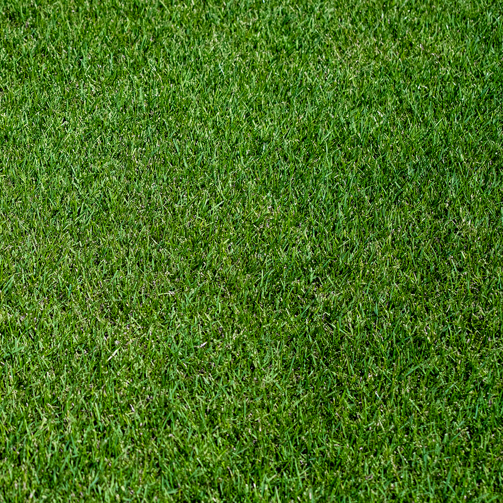 Sod Roll, JB Instant Lawn, 8 sq-ft, Perennial Ryegrass - 2