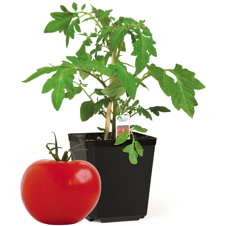 Westwind Gardens PLASTIC