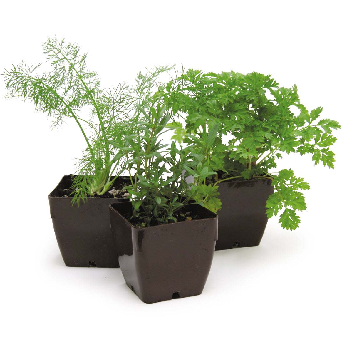 Log House Plants 