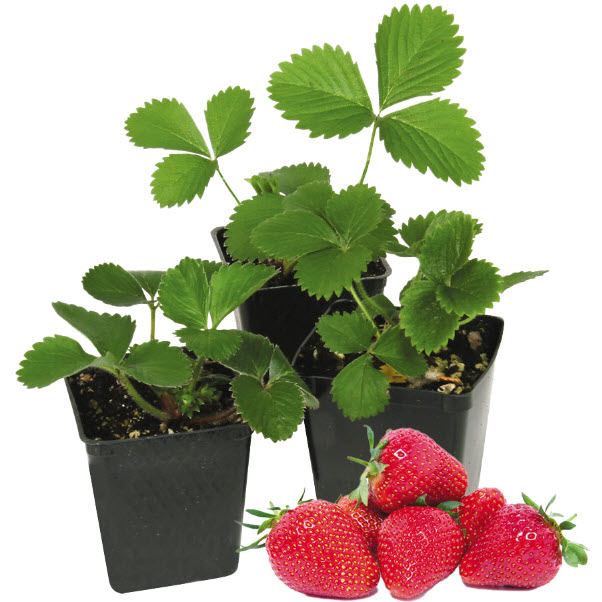Peoria Gardens STRAWBERRY