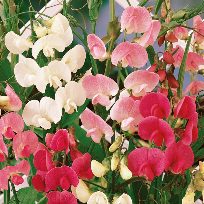 Log House Plants SWEETPEA