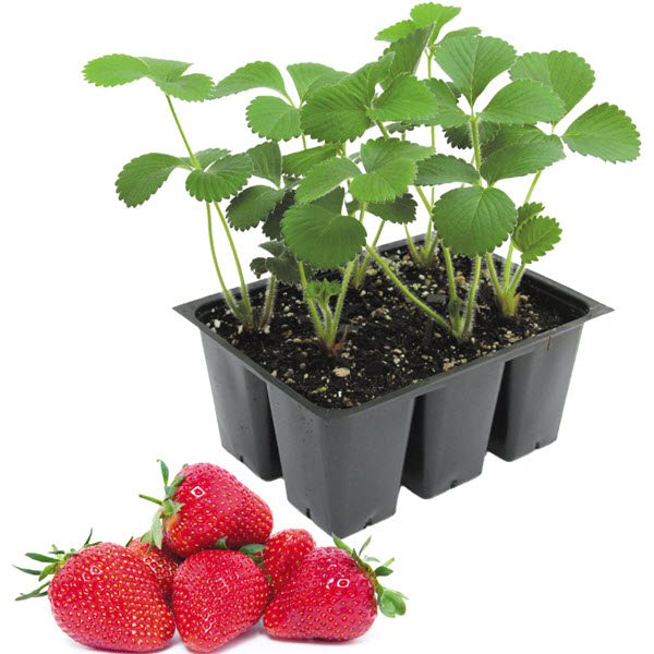 Spring Creek Gardens STRAWBERRY
