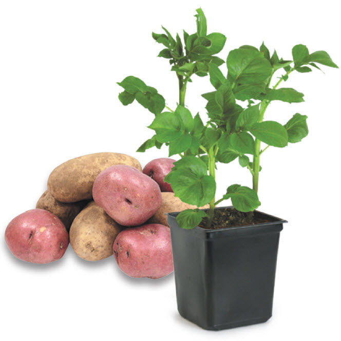 Peoria Gardens CF-1750