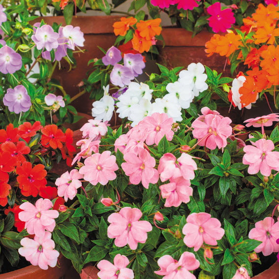 Peoria Gardens Premium Impatiens #4 - 1