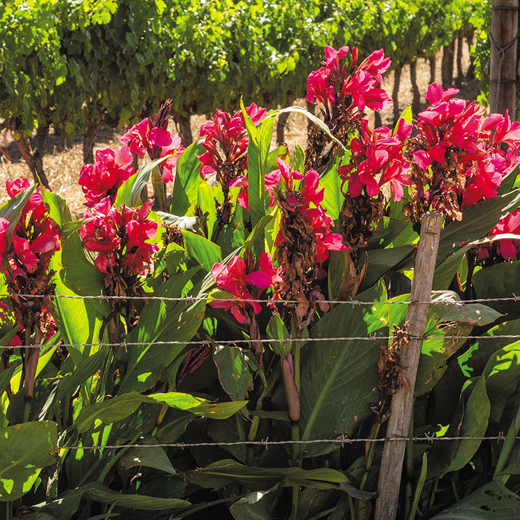 Canna Lily #1, Peoria Gardens, Perennials, Assorted Colors - 1