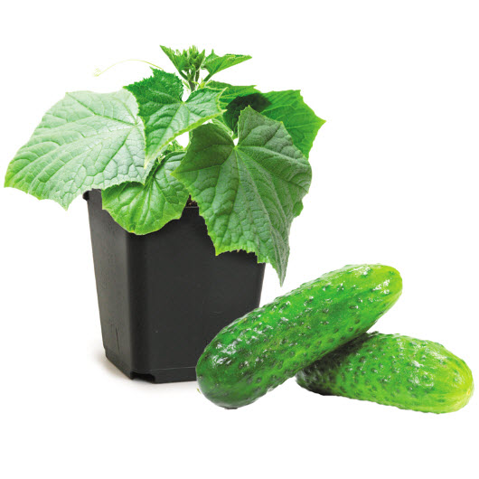 Peoria Gardens CUCUMBER