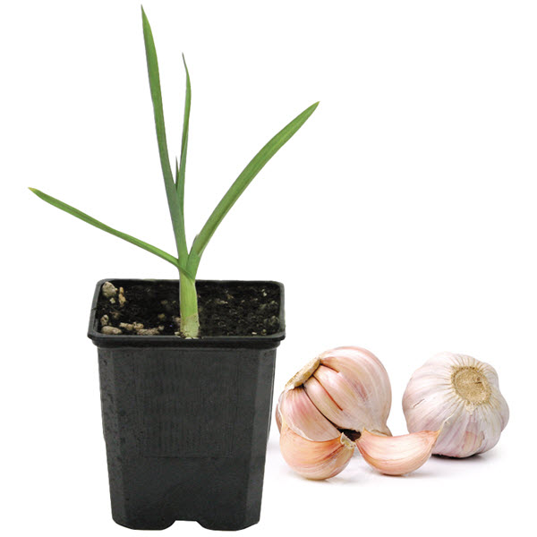 Peoria Gardens GARLIC