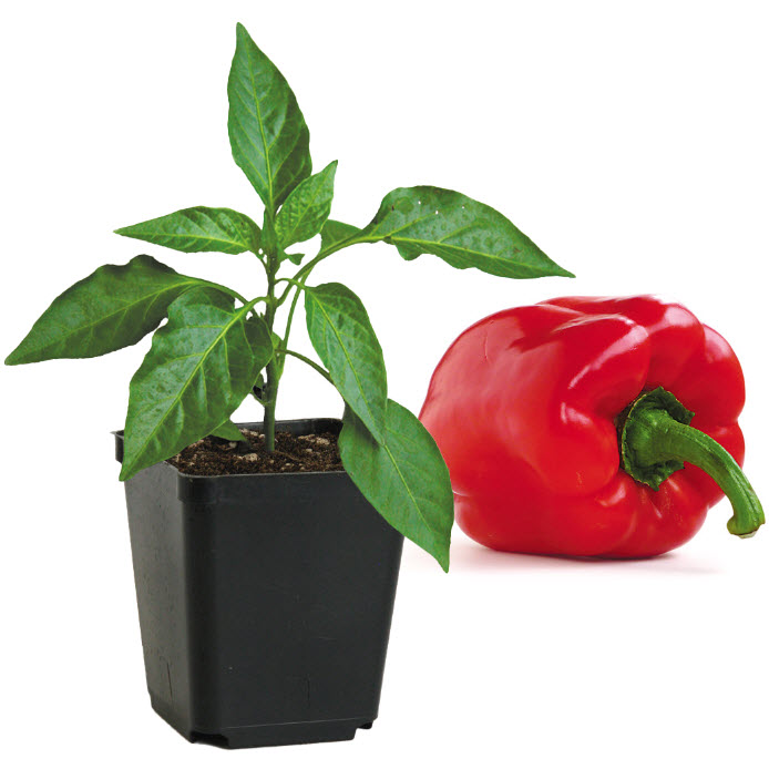 Peoria Gardens PEPPER
