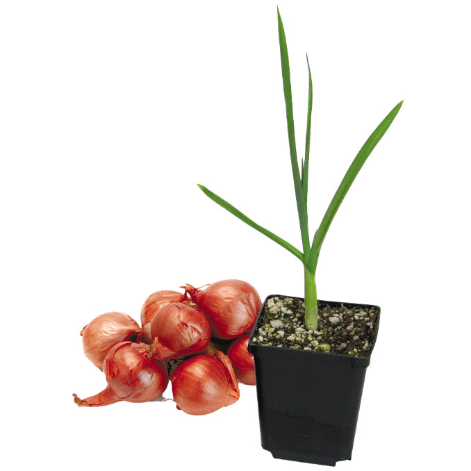 Peoria Gardens SHALLOTS