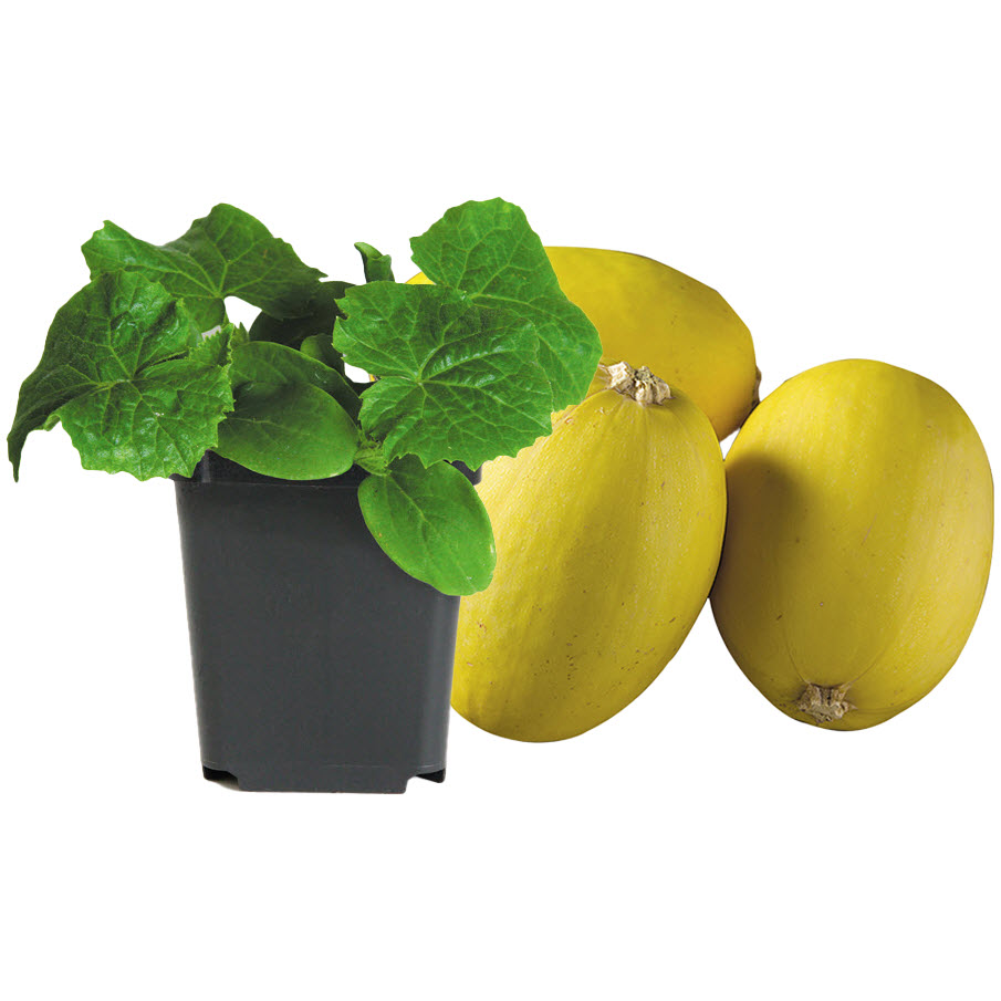 Peoria Gardens SQUASH