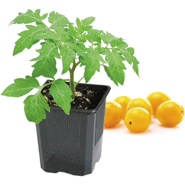 Peoria Gardens TOMATO