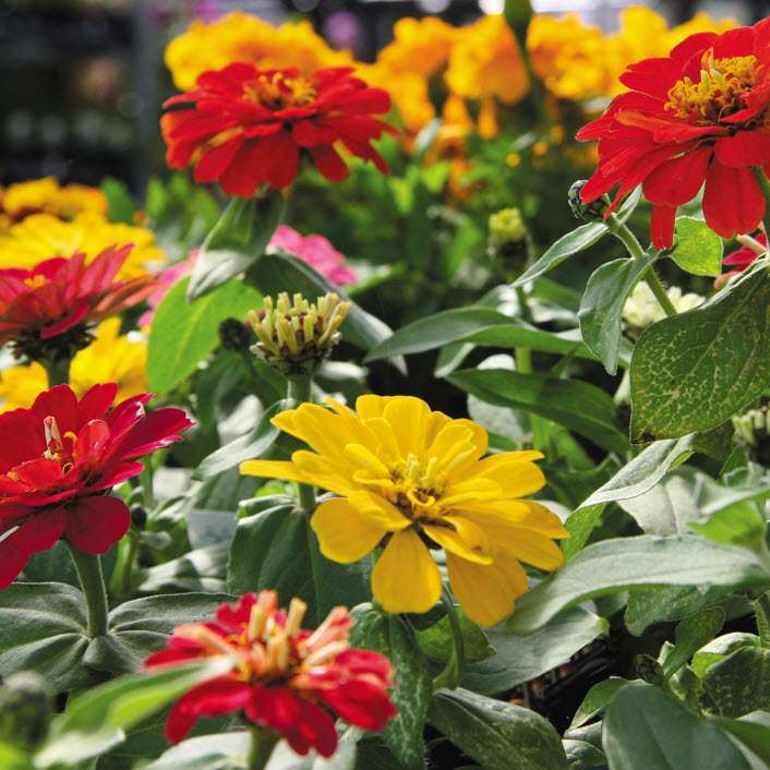 Zinnias #1, Peoria Gardens, Annuals, Assorted Colors - 1