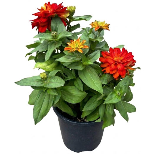 Zinnias #1, Peoria Gardens, Annuals, Assorted Colors - 1