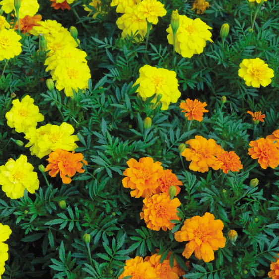 Peoria Gardens ANNUAL 1