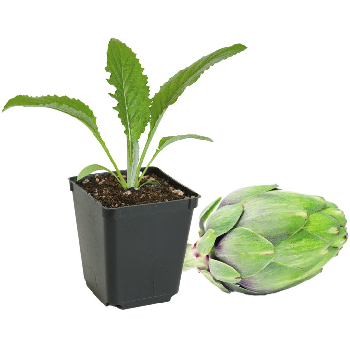 Peoria Gardens VEG #4