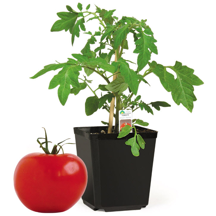 Peoria Gardens VEG #1