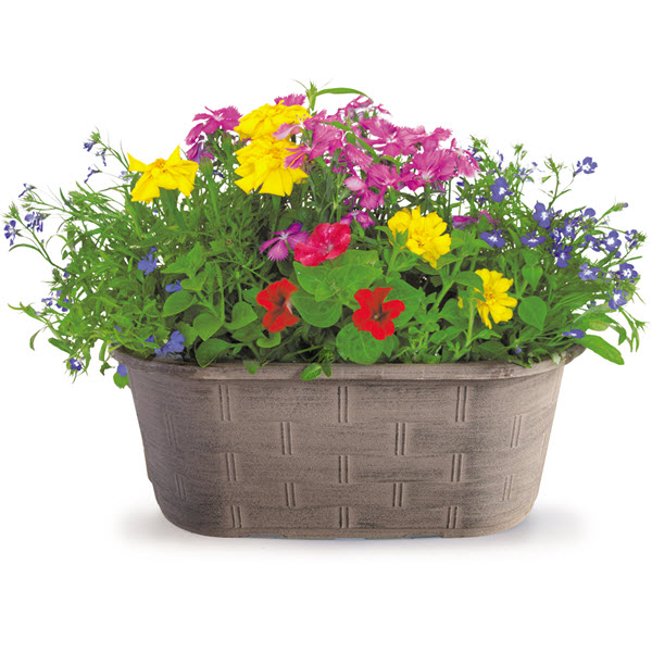 Color Bowl #16, Spring Creek Gardens, Annuals, Assorted Varieties & Colors - 2