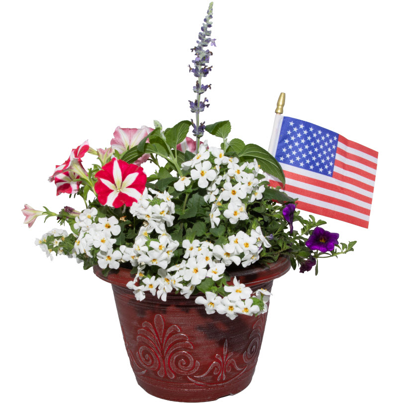 Flower Color Bowl, Spring Creek Gardens, #8, Annuals, Assorted Varieties - 1