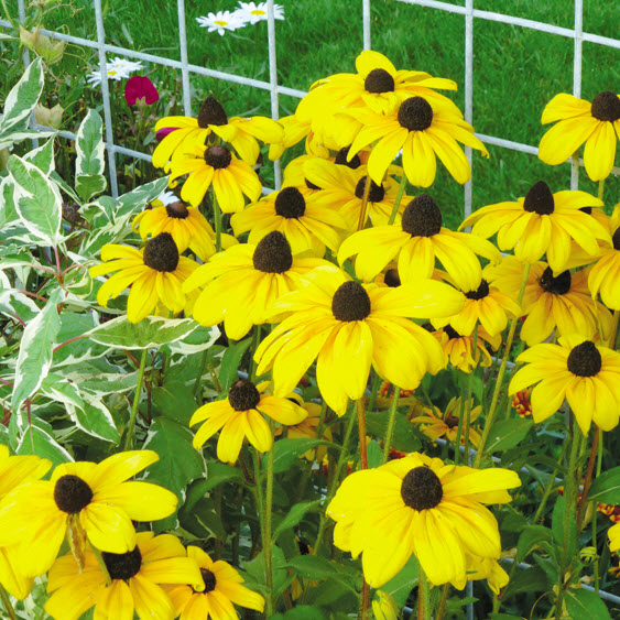 Spring Creek Gardens 