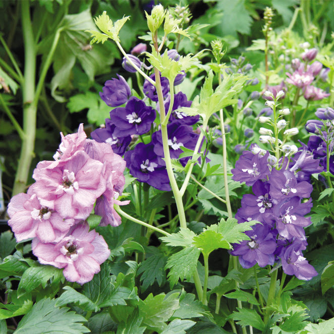 Delphinium #1, Spring Creek Gardens, Perennials, Assorted Colors - 2