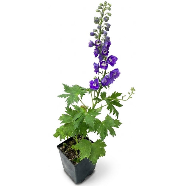 Delphinium #1, Spring Creek Gardens, Perennials, Assorted Colors - 3
