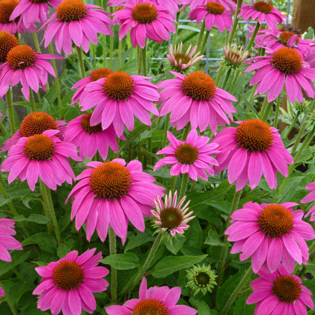 Spring Creek Gardens 