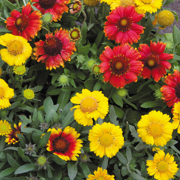 Spring Creek Gardens PERENNIAL