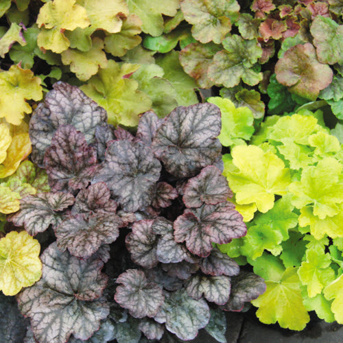 Spring Creek Gardens PERENNIAL
