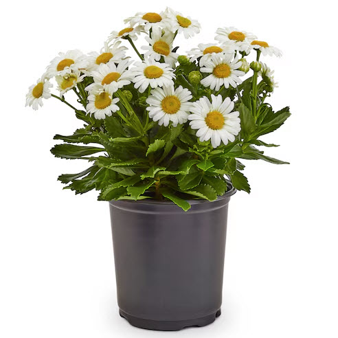 Shasta Daisy #1, Spring Creek Gardens, Perennials - 1