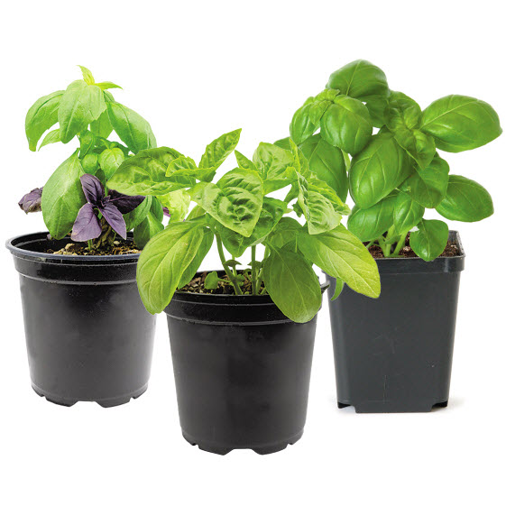 Spring Creek Gardens HERB