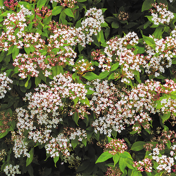 Kraemer's Nursery 95501