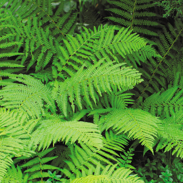 Kraemer's Nursery 39911