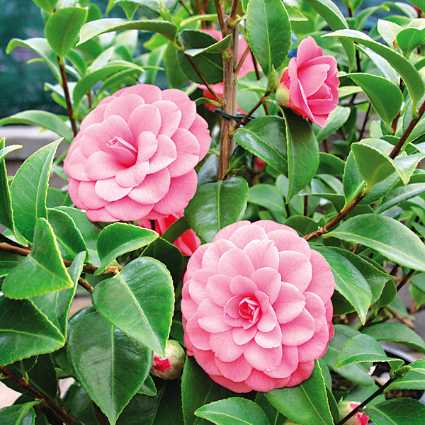 Kraemer's Nursery 10682