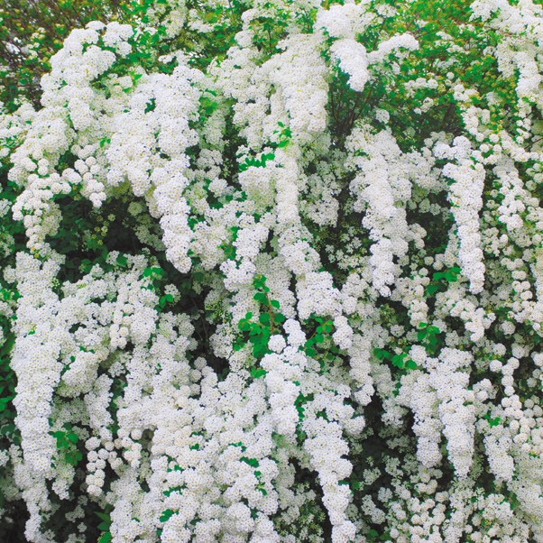 Kraemer's Nursery 91401