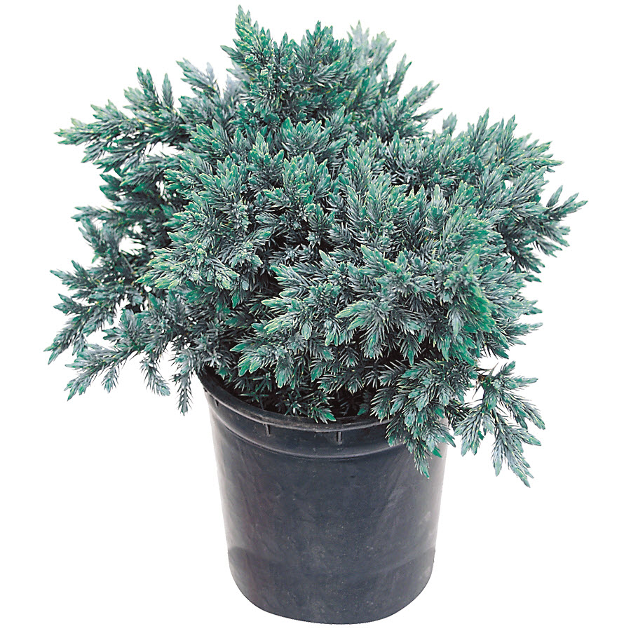 Kraemer's Nursery 