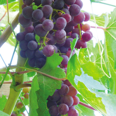 Grapes, Kraemer's Nursery, #1 Pot, Assorted Varieties - 2