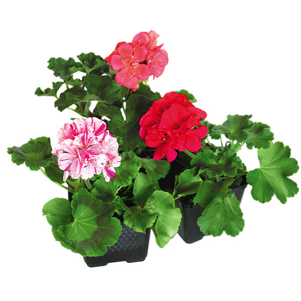 Caliente/Zonal Geraniums, Peoria Gardens, #4 Pot, Annuals, Assorted Colors - 1
