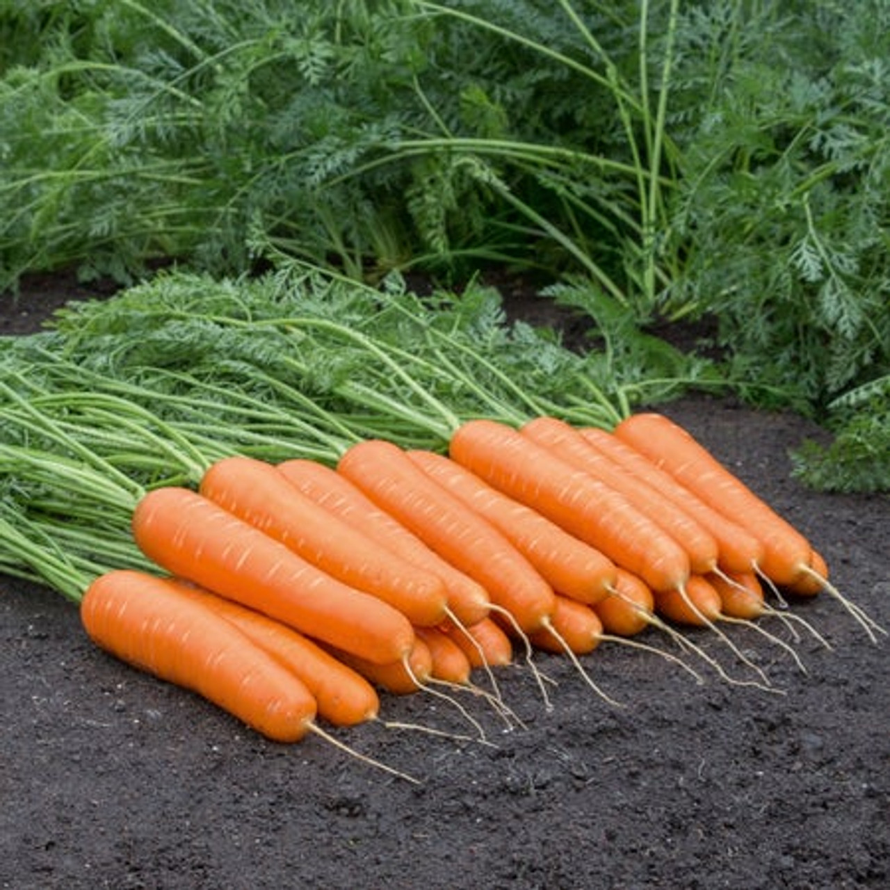 Territorial Seed 300129