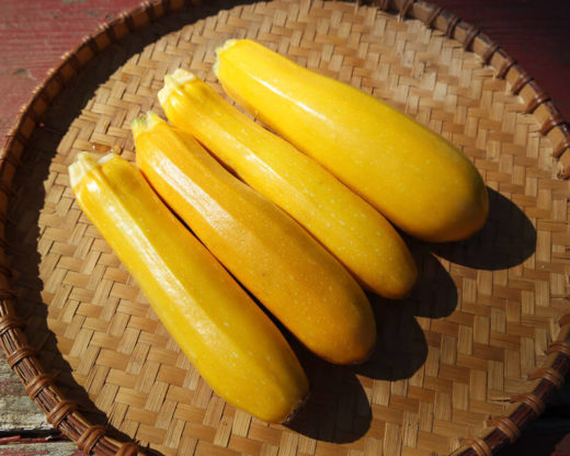 Territorial Seed 300183