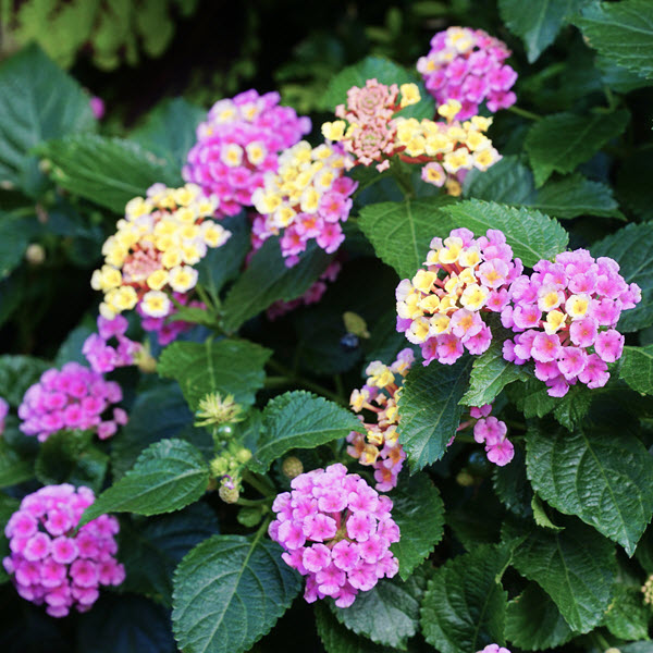 Spring Creek Gardens 